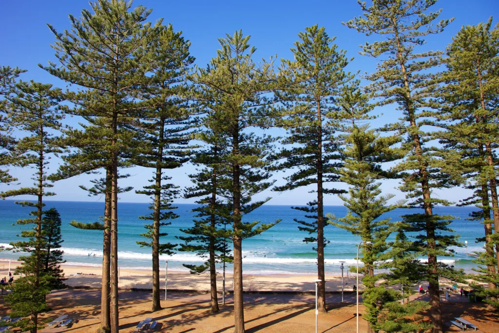 Pláž Manly Beach, Sydney